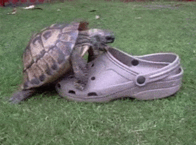 Gif of a tortoise humping a plastic sandal